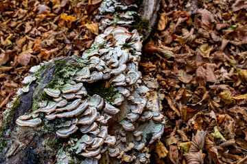 Birtvisi Canyon Georgia