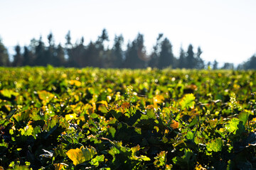 Obraz premium Field with winter fertilization
