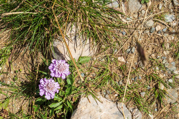 Countryside meadow grass and wild field flowers