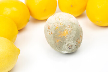 Rotten lemon next to fresh lemons on a white background
