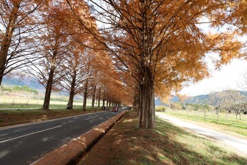 メタセコイヤ並木