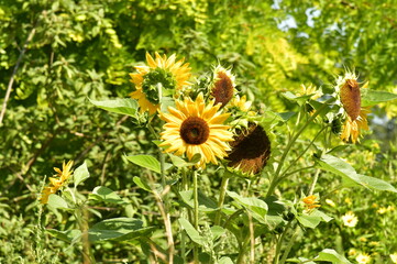 Petite collection de tournesols à l'arboretum de Kalmthout au nord d'Anvers