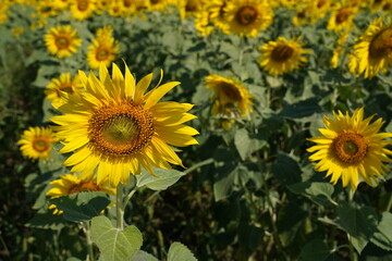 Obraz premium closeup blooming yellow sunflowers in garden or field in summer