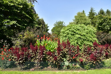 Parterre de plantes à feuillage couleur bordeaux à l'arboretum de Kalmthout au nord d'Anvers