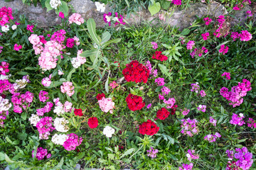 Countryside meadow grass and wild field flowers