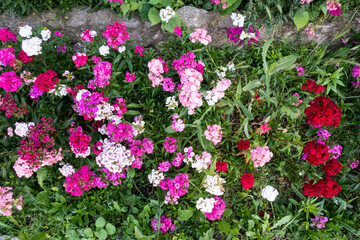 Countryside meadow grass and wild field flowers