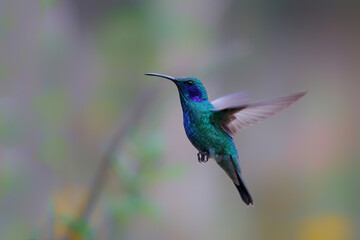 Fototapeta premium Hummingbird - Green violet-ear Colibri thalassinus) flying to pick up nectar from a beautiful flower, San Gerardo del Dota, Savegre, Costa Rica. Action wildlife scene from nature.