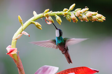 Hummingbird, White-throated Mountain-gem (Lampornis castaneoventris) flying next to a flower to get nectar in the rainforest in San Gerardo del dota, Savegre, Costa Rica