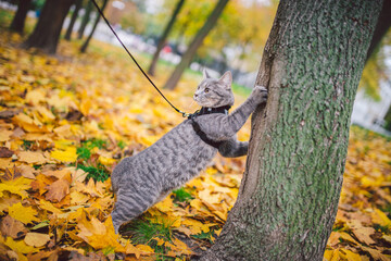 Male cat domestic gray wool stripes young good shape,dressed cat leash harness climbs a tree for hunting bird,attentive focused look and claws are visible, close-up on the outside bright daylight