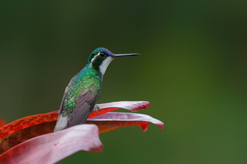 Fototapeta premium Hummingbird, White-throated Mountain-gem (Lampornis castaneoventris) sitting in the rainforest in San Gerardo del dota, Savegre, Costa Rica