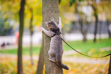 Domestic young kitten male gray good shape well-groomed, dressed safe cat leash harness, sitting on a tree attentively surprised looks, portrait isolated close-up no people. Leisure theme of pets