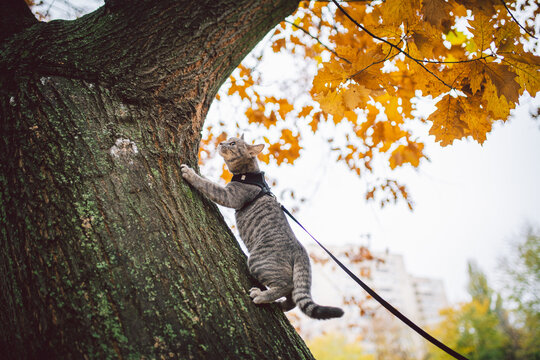 A male domestic young cute predator cat climbs tree,dressed pet leash harness well-groomed, hunting for birds and small animals in the fall sunny day.The topic of pets and hunting instinct,outdoors