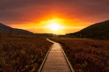 Vlies Fototapete Schokoladenbraun Holzwanderweg am One Mile Lake mit Blumen. Bild in Pemberton, British Columbia, Kanada. Dramatischer Sunrise Sky Art Render.