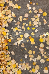 Fallen autumn leaves on the street. Top view.