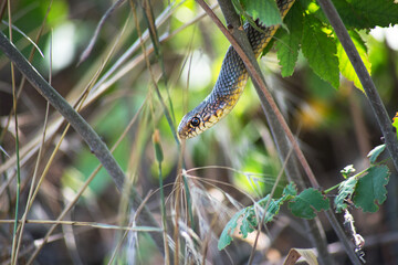 close-up of dolichophis caspius snake's head between green tree's branches