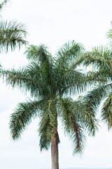 Fototapeta na wymiar palmeiras