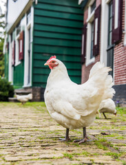 Chickens in Zaanse Schans with typically Dutch small house. Netherlands..