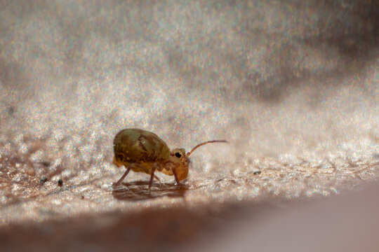 Collemboles sur des feuilles mortes tomb&eacute;es au sol