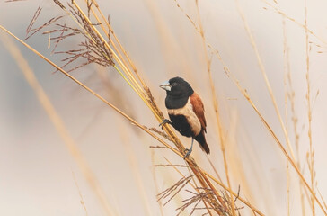 Black-headed munia (Lonchura malacca) at Rajarhat grassland, Kolkata, India