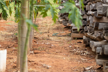 caminho entre plantas e madeira com lagarto ao fundo