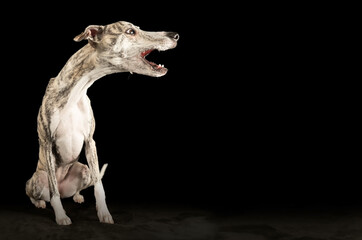 Obraz na płótnie Canvas lustiges Porträt eines Whippet-Hundes auf isoliertem schwarzen Hintergrund