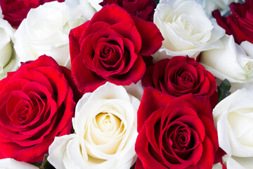 Floral background. Closeup on red and white roses