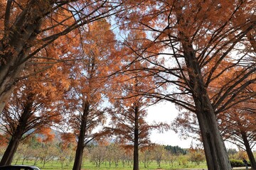 Fototapeta premium メタセコイヤ並木 