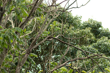 passarinho no galho da árvore