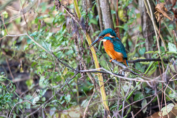Kingfisher bird, alcedo atthis, perched on a winter branch