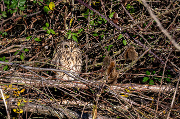 Short-eared owl, asio flammeus, roost in winter trees, Waltham Abbey, Essex, UK