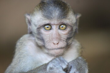 close up of a baboon