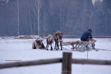 reindeer in harness
