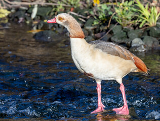 Egyptian Goose in river, Deptford, London 