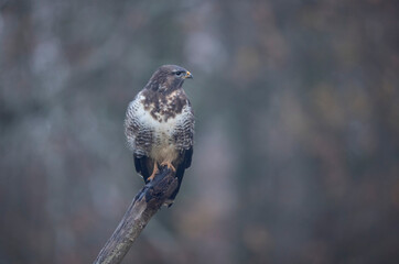 Buse variable Buteo buteo au sol