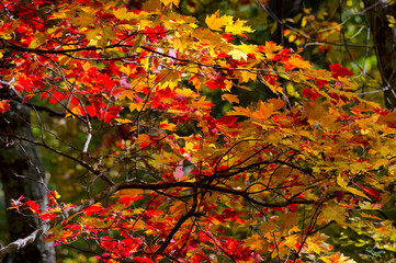 Autumn Scenic Drive along The Blue Ridge Parkway in North Carolina