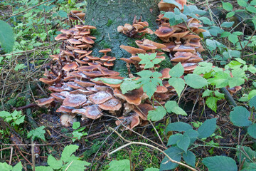 Pilze im Wald