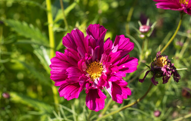 Obraz premium cosmos flowers in the garden