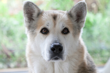 dog, siberian husky, male, animal shelter, brown eyes, sad-eyed, white, brown, black fur, rescue dog, sitting, dog head, green background,selective focus; bokeh