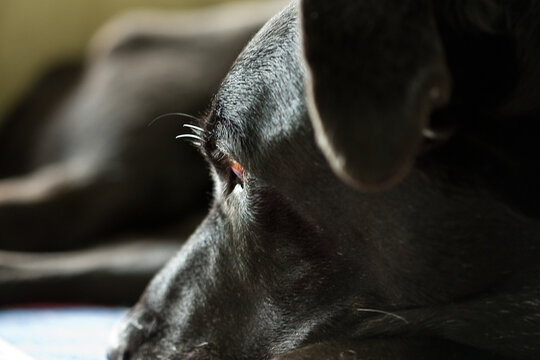 dog; spanish mastin; female; animal shelter; brown eyes; sad-eyed; black fur; lying on couch; head and body; emaciated; ill; cancer; shallow dept of field; selective focus; bokeh