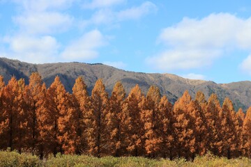 メタセコイヤ並木
