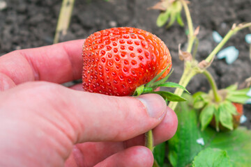 Ripe red strawberry is on the bush. Gathering berries is close-up. Organic gardening concept.