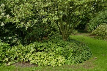 Variété d'arbres et plantes diverses à l'arboretum de Kalmthout au nord d'Anvers