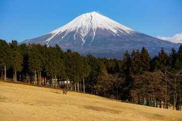 Fototapeta premium 静岡県まかいの牧場からの富士山