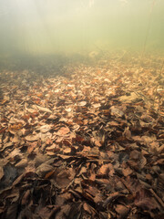 Fallen leaves over lake bottom