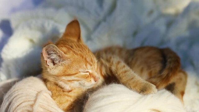 Cute ginger tabby kitten sleeps with beige ball skein of thread on cozy warm white blanket. Tomcat warms up and enjoys sunshine on the couch