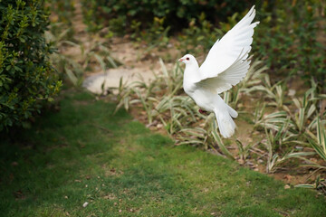 White pigeon flying in the Park    