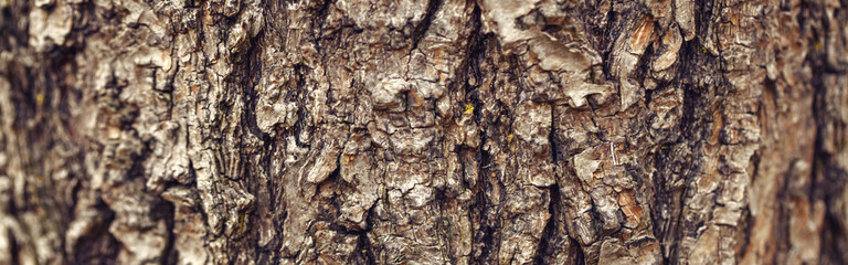 Natural wooden texture background. Closeup macro of old aged tree bark. Abstract oak tree nature backdrop wallpaper. Unusual pattern wooden surface. Web banner header.