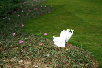 White pigeon flying in the Park    