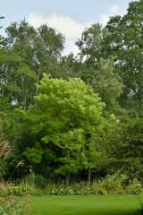 Variété d'arbres et plantes diverses à l'arboretum de Kalmthout au nord d'Anvers