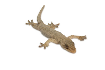 Fototapeta premium house lizard isolated on white background